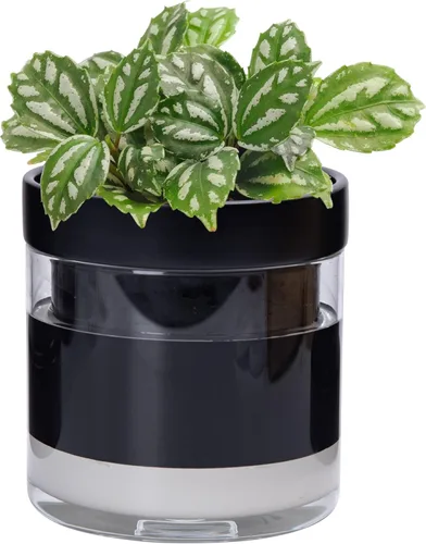 Vista 9 de Phoenix Vine Maceta de riego automático de 4 pulgadas, maceta de arcilla de terracota con depósito de vidrio para plantas de interior, hierbas