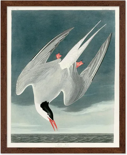 Vista 123 de Poster Master Póster vintage de James Audubon – Impresión retro de amargo americano – Arte de aves de América – Regalo para hombres, mujeres