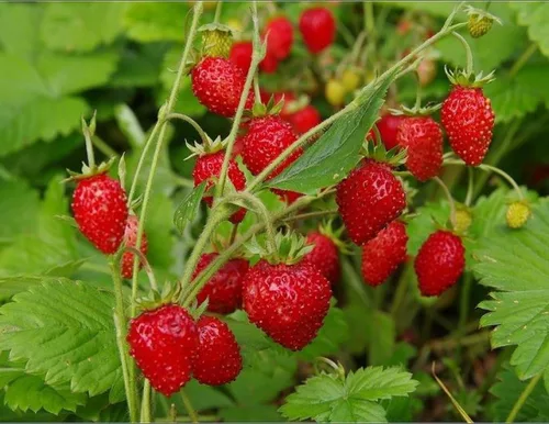 Vista 7 de Semillas Alpine Strawberry Regina No GMO Heirloom Everbearing