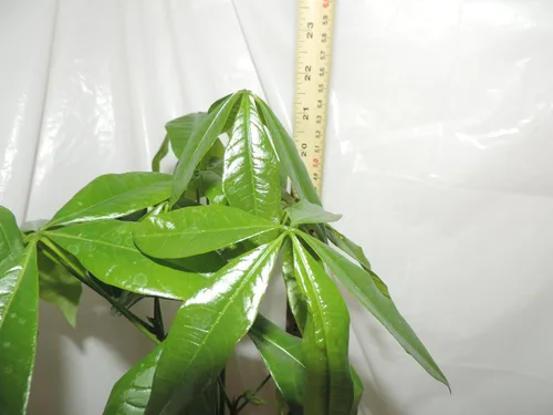 Vista 3 de Árbol del dinero Bonsai 5 trenzado de 20 pulgadas de alto