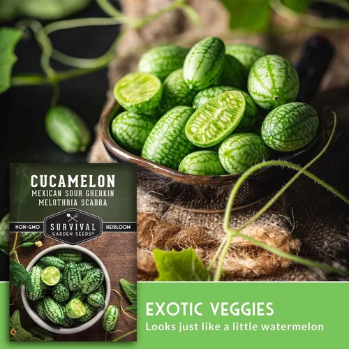 Vista 4 de Semillas de Cucamelon para plantar – Pepino amargo mexicano de pepinillo de sandía – Cucamelones tradicionales sin OMG – Semillas de jardín