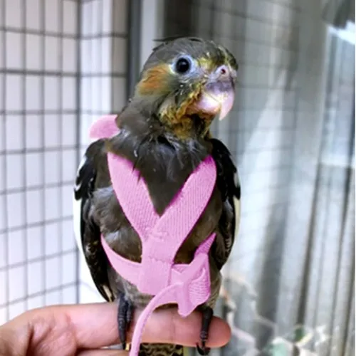Vista 4 de 3 piezas de arnés volador loro traje mascota pájaro al aire libre entrenamiento cuerda cacatúa suministros guacamayo accesorios cosas para budgie