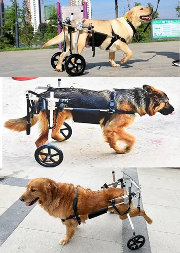Vista 2 de Silla de ruedas ajustable para patas traseras, grande, pastor alemán labrador, ayuda para caminar, carritos para perros con 2 ruedas, soportes