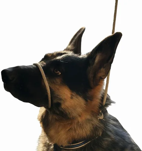 Vista 6 de Not So Fast Rover - Collar para la cabeza de perro sin tirones, talla única, de primera calidad, corrige los tirones de tu perro para paseos más