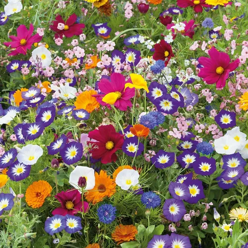 Vista 13 de Eden Brothers Zinnia Seeds - Mezcla de California Giants, semillas sin OMG para plantar, 5 libras Semillas de flores de bajo mantenimiento