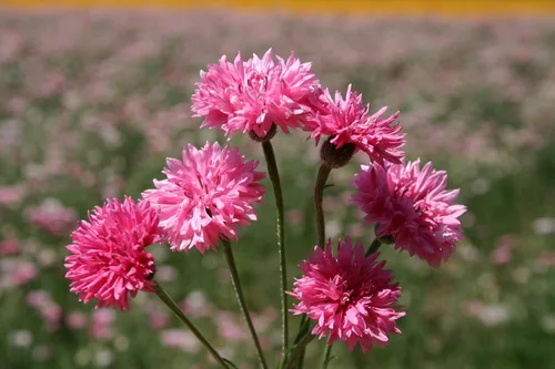 Vista 3 de TomorrowSeeds - Semillas de botón de soltero altas rosadas - Más de 1000 unidades - para plantar 2025 Centaurea Rose Heirloom Ramo de flores