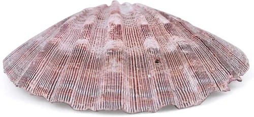 Vista 2 de PPCLION 4 unidades de 5 pulgadas grandes conchas de vieira marrón pata de león para hornear conchas marinas