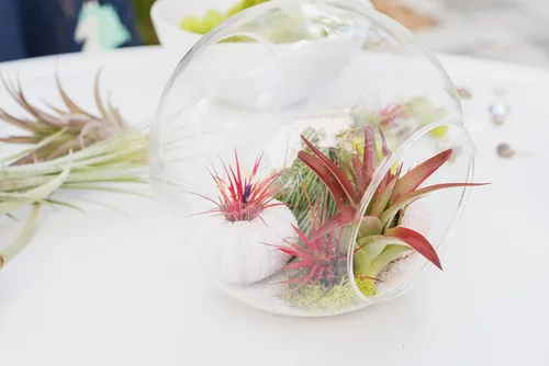 Vista 4 de Air Plant Shop Tillandsia Albida 'Minor' - Plantas suculentas vivas de casa Tillandsia - Decoración para el hogar y el jardín - Plantas