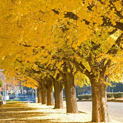 Vista 2 de TriStar Plants Árbol de Ginkgo Biloba - Contenedor de 1 galón - El árbol vivo se envía rápido, de rápido crecimiento, raíces establecidas