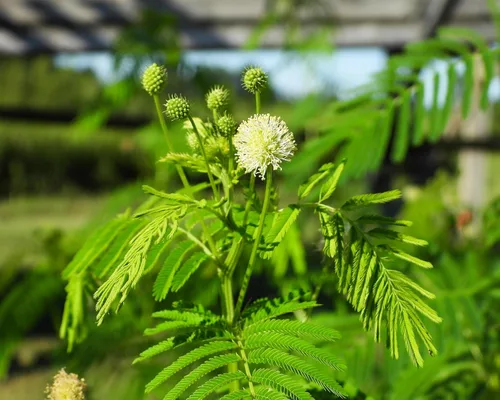 Vista 4 de 100 ILLINOIS BUNDLEFLOWER Prairie Mimosa Desmanthus Illinoensis Semillas de flores