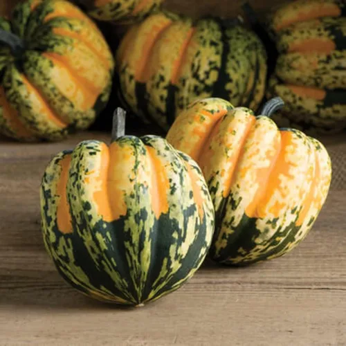 Vista 2 de Semillas de calabaza de bellota de carnaval para plantar Calabaza colorida, cultiva tu propia decoración de otoño - Se envía desde Iowa, Estados