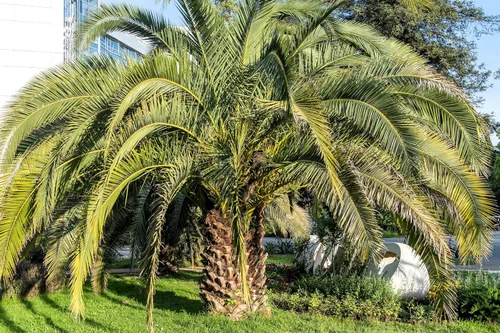 Vista 6 de 10 semillas comestibles de plantas de interior de árbol frutal de Coco Palm Jalea de Palma Pindo Butia Capitata