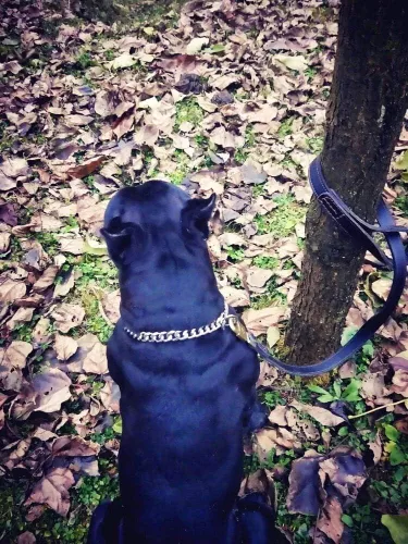 Vista 5 de Loveshine Collar de cadena para perro, collar de cadena de metal de acero inoxidable resistente para perros medianos (0.59 pulgadas, 22 pulgadas)