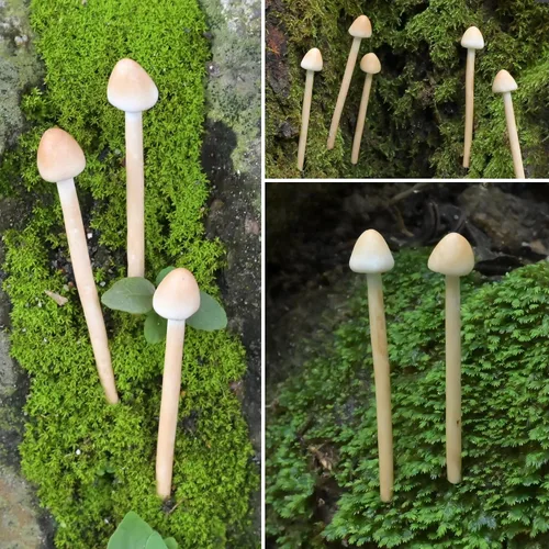 Vista 6 de Paquete de 8 hongos de arcilla hechos a mano – Mini hongos falsos para paisajes en miniatura y jardines de hadas – Adornos de escritorio