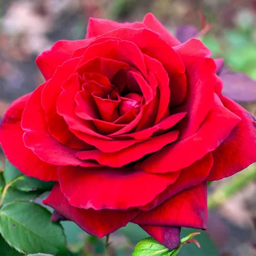 Vista 5 de Más de 400 semillas de rosas para plantar flores, semillas de rosas raras perennes, sin OMG, reliquia de flores, jardín, hogar, grandes regalos