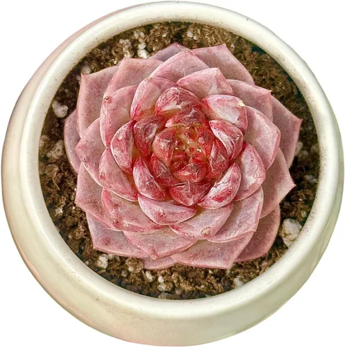 Vista 14 de Echeveria Agavoides Blue Dragon – Planta suculenta viva – 3 pulgadas – Tolerante a la sequía, bajo mantenimiento, perfecta para decoración