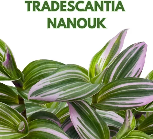 Vista 2 de BubbleBlooms Pink Tradescantia Nanouk, judío errante abigarrado, rara planta pequeña de 2 pulgadas
