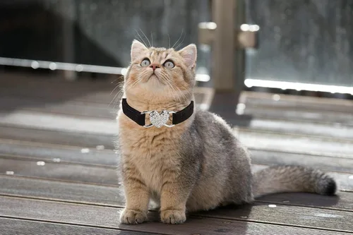 Vista 5 de Collar de gato con corazón brillante con cinturón de seguridad y campana ajustable de 8 a 10 pulgadas para gatos gatitos (negro)
