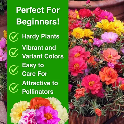 Vista 4 de 10000 semillas mixtas de musgo rosa - HOA Mười Giờ - también conocidas como Portulaca Grandiflora Mix, Moss-Rose Purslane, Once en punto, tolerantes