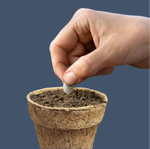 Vista 4 de Deepthi Macetas de vivero de fibra de coco de 3 pulgadas, paquete de 6 tazas de inicio de semillas biodegradables, macetas de turba de coco orgánico