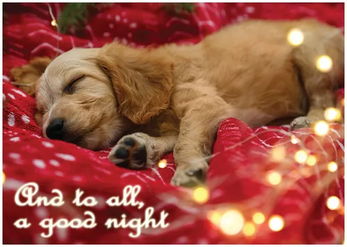 Vista 15 de Glory To Dog And To All A Good Night Sleepy Beagle Puppy - Juego de 12 tarjetas y sobres de Navidad