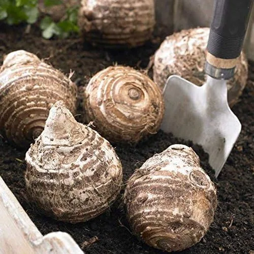 Vista 2 de Elephant Ears (colocasia) 9 Bulb- bold tropical effect to and landscape.