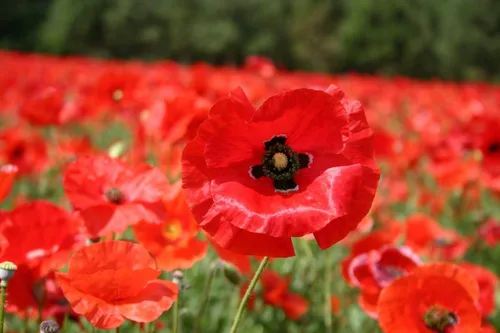 Vista 2 de 10.000 semillas de flor de amapola de maíz rojo Papaver rhoeas gran polinizador