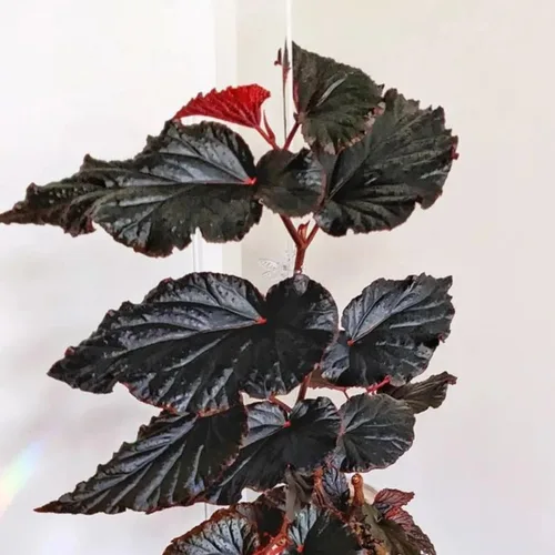 Vista 2 de Juego de 2 plantas vivas de begonia, plantas raras de begonia para colgar, canasta colgante ornamental de 5"-9" de alto (Ala de Ángel Negro)