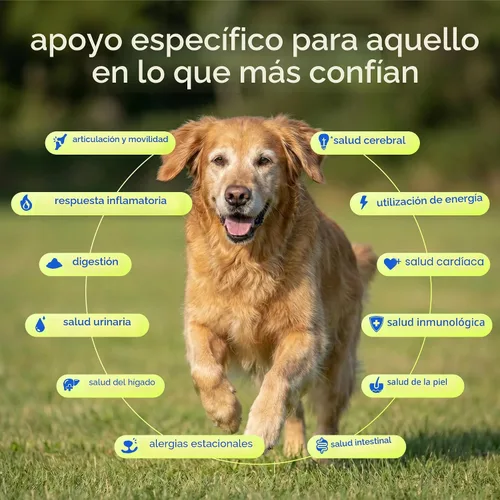 Vista 2 de Native Pet Vitaminas y suplementos diarios para perros mayores – Polvo multivitamínico 12 en 1 para perros mayores – Apoya la movilidad