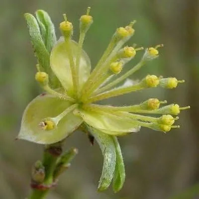 Vista 2 de Cornus mas: Semillas de Cereza Cornalina