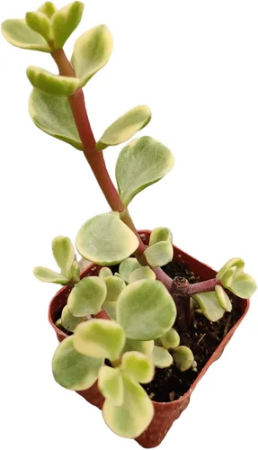 Vista 13 de Plantas suculentas de cactus vivos de USKC (2 "Pot Aloe Juvenna 'Tiger Tooth Aloe')