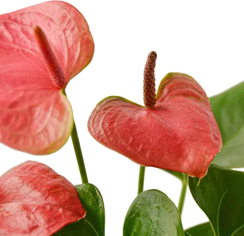 Vista 3 de Planta viva rosa Anthurium para interior Plantas de interior en maceta