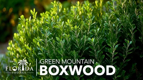 Vista 3 de Green Mountain Boj Planta de tamaño de 1 galón vivo Elegante árbol de hoja perenne en forma de pirámide, ideal para topiario y paisajismo