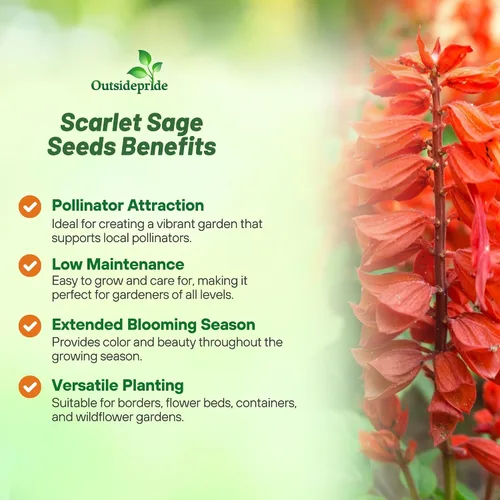 Vista 3 de Outsidepride Salvia Coccinea - Semillas de salvia escarlata para plantar, 5000 piezas de semillas de flores silvestres perennes, tolerantes al calor