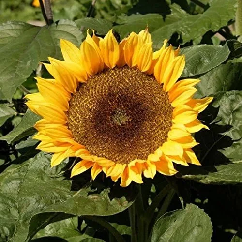 Vista 3 de Semillas de girasol enano sin OMG 3,500 semillas (1 libra)