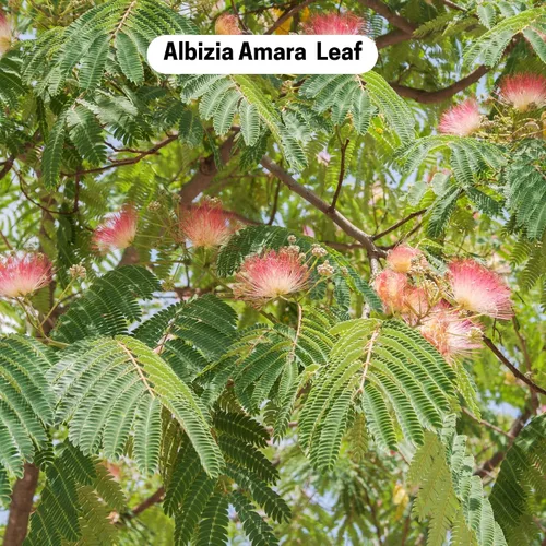 Vista 8 de Neotea Arappu Powder Albizia Amara 300GM (10.58 oz) Champú natural Polvo de lavado para el cabello Polvo limpiador Ayuda con la caída
