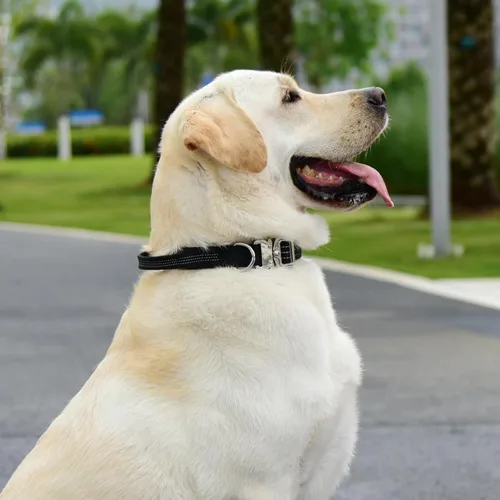 Vista 8 de Collar táctico para perro con asa, collar de nailon resistente con hebilla metálica de liberación rápida, diseño reflectante, acolchado y cómodo