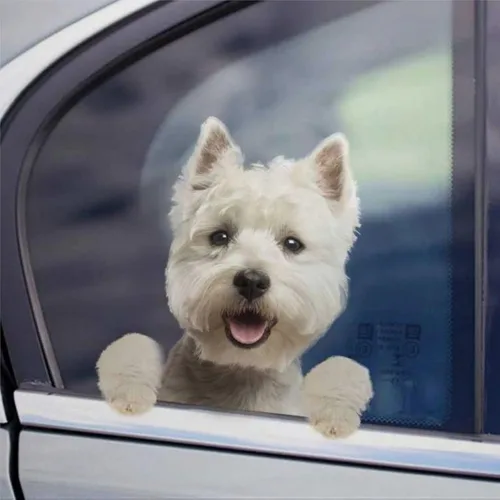 Vista 54 de Calcomanías de perro caniche, divertidas calcomanías de vinilo troqueladas para automóvil, laptop, parachoques Estilo-37