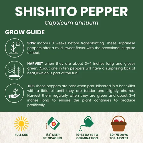 Vista 4 de Pimiento Shishito – 60 semillas premium para plantar – Pimiento especial dulce, sabroso y de alto rendimiento para la temporada 2026 – Bolsa de 500