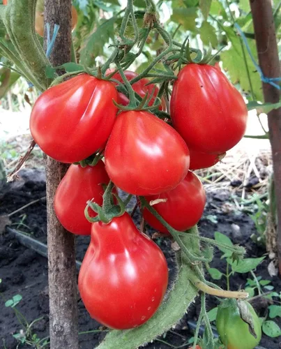 Vista 2 de Semillas Trufa Roja Tomate Japonés Indeterminado No GMO Heirloom