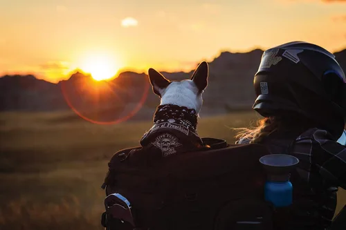 Vista 14 de Kuryakyn 5288 Grand Pet Palace: Transportador portátil resistente al clima para mascotas de motocicleta/gato/perro para portaequipajes o asiento