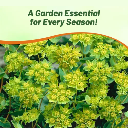 Vista 6 de Outsidepride Hare's Ear Bupleurum Seeds – 2000 unidades. Semillas anuales, tolerantes a la sequía y de bajo mantenimiento, semillas de flores