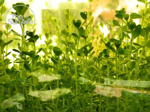 Vista 4 de Bacopa Monnieri - Planta de acuario vivo de agua dulce fácil con raíces (más de 7 tallos)