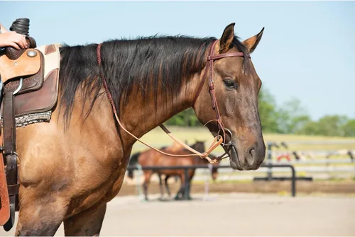 Vista 2 de Weaver Leather Latigo Cabezada de Cuero con Frontalera, Borgoña