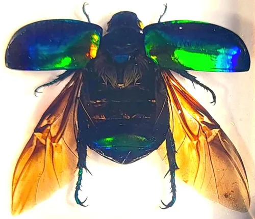 Vista 42 de 44mm Hormiga gigante tropical real en resina de lucita transparente cristalina, espécimen preservado Pseudoneoponera Rufipes, taxidermia