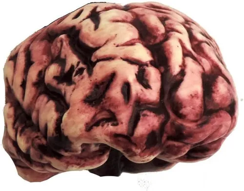 Vista 3 de Simulaciones de partes del cuerpo, cerebro, 1/pkg, Pkg/, talla única , Multicolor