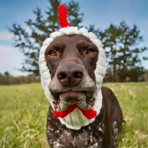 Vista 7 de Zoo Snoods Disfraz de gallo – Redecilla tejida para las orejas de perro de pollo para mascotas, cubierta cálida para el cuello para Halloween e
