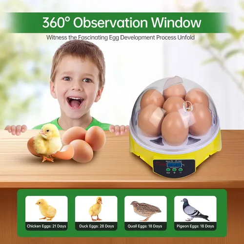 Vista 3 de 360° View Incubadora de aves de corral de 7 huevos para incubar huevos de pollo, pato, ganso, loro y codorniz, con control de temperatura