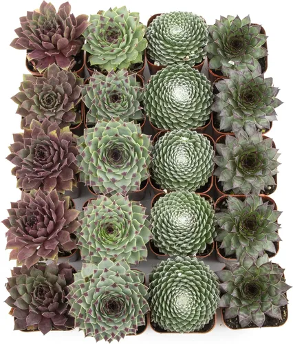 Vista 2 de Plantas suculentas 20 suculentas Sempervivum Enraizadas en macetas con tierra Plantas de interior reales Regalos o decoración de habitación