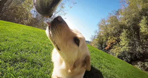Vista 5 de Arnés para perros GoPro Fetch - Montura oficial GoPro (Paquete de 6)